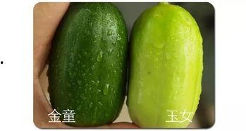 准备吃全瓜,尽享美味与营养的完美融合
