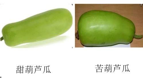 如何吃葫芦瓜,营养美味尽在其中