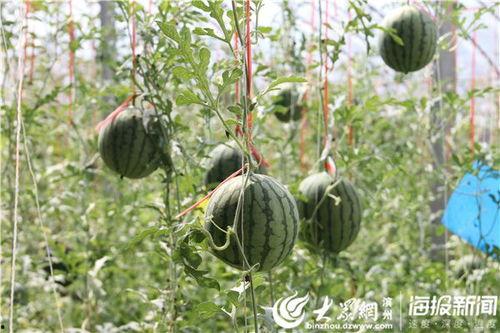 响水吃瓜视频,揭秘网络视频背后的热点事件
