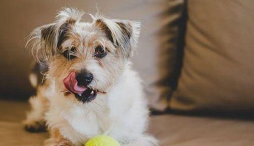 狗狗吃吊瓜,意外事件引发的宠物健康关注