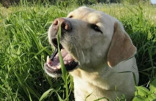 狗狗吃吊瓜,意外事件引发的宠物健康关注