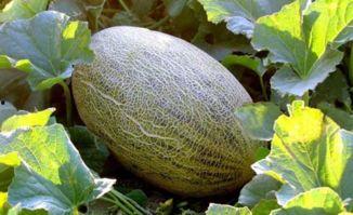 吃哈密瓜和青瓜舌头烂了,哈密瓜与青瓜引发舌头烂痛之谜