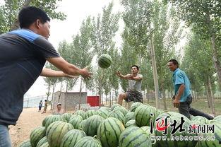 隆尧县城吃瓜事件,一场引发热议的网络狂欢