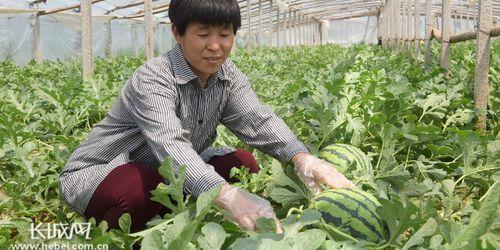 隆尧县城吃瓜事件,一场引发热议的网络狂欢