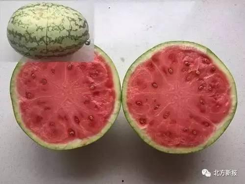 吃瓜假西瓜,一场关于真假瓜的趣味之旅