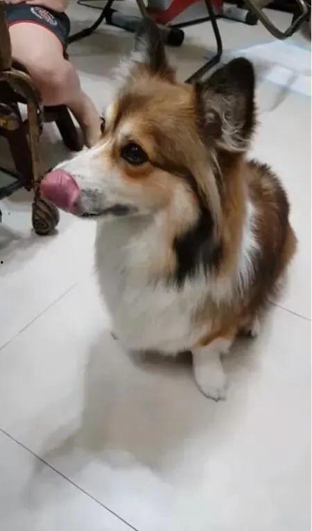 带你吃瓜狗狗的智商,带你吃瓜狗狗的智慧世界