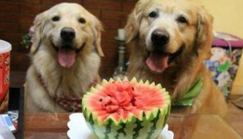 带你吃瓜狗狗的智商,带你吃瓜狗狗的智慧世界