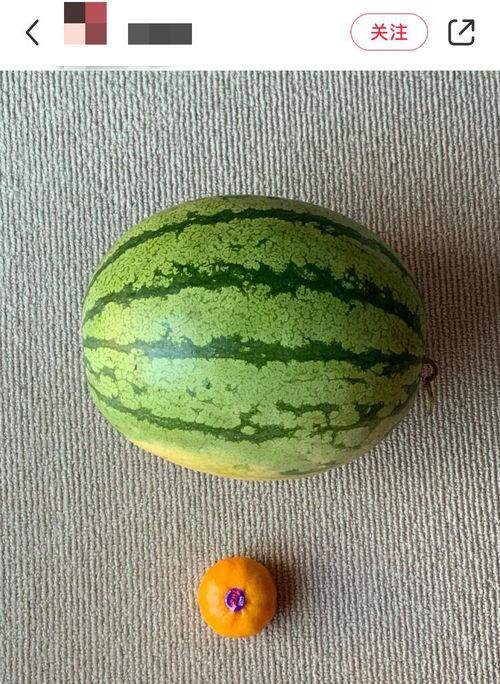 海乐世界吃瓜,一场吃瓜盛宴，揭秘娱乐圈幕后风云