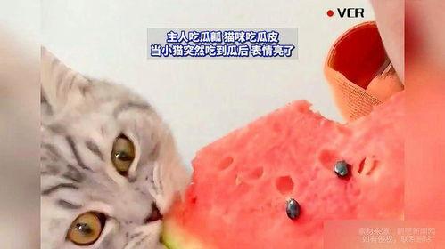 给猫咪吃瓜,瓜果美食大揭秘