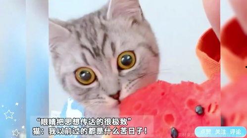 给猫咪吃瓜,瓜果美食大揭秘