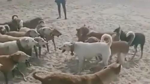 人类吵架狗吃瓜,揭示动物视角下的社交冲突