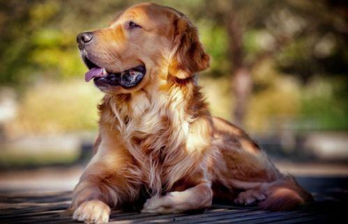 人类吵架狗吃瓜,揭示动物视角下的社交冲突