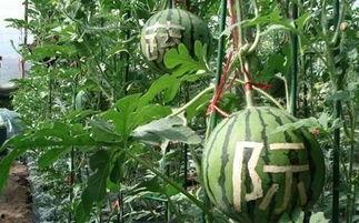 雨欣吃瓜,揭秘娱乐圈幕后故事