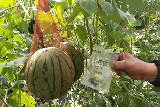 雨欣吃瓜,揭秘娱乐圈幕后故事