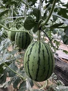 吃瓜网红大瓜,吃瓜群众背后的故事