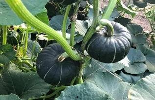 吃瓜网红大瓜,吃瓜群众背后的故事