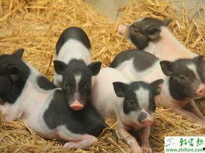 香猪吃蓝瓜吗,揭秘它们是否吃蓝瓜