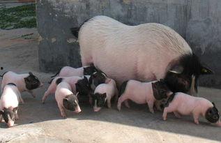 香猪吃蓝瓜吗,揭秘它们是否吃蓝瓜