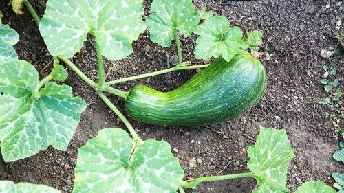 瓠瓜怎么吃能炒吃吗,家常美味新尝试