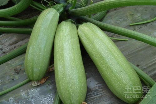 为什么都吃茭瓜,传统美食背后的文化传承