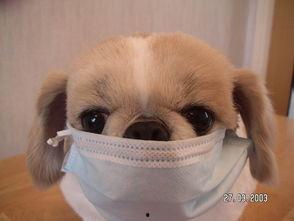 吃瓜狗口罩狗,揭秘宠物界的时尚潮流