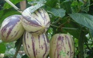 吃茄瓜致癌吗,食用茄瓜真的致癌吗？