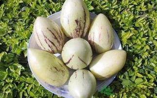 吃茄瓜致癌吗,食用茄瓜真的致癌吗？