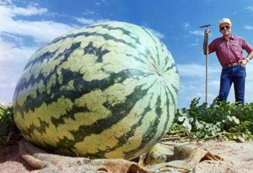 带你吃瓜印币,新型数字货币的崛起与挑战