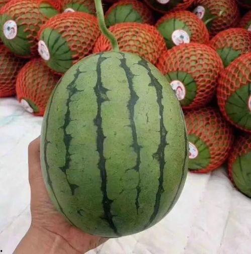 又困了吃瓜,轻松一刻的休闲时光