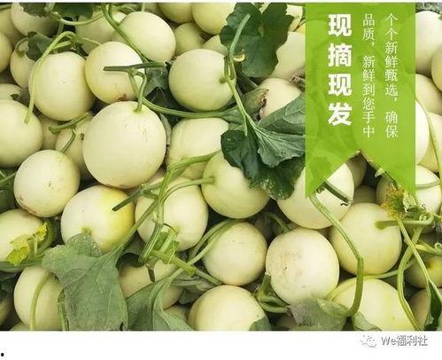 甜瓜节吃瓜视频,全民吃瓜欢乐多