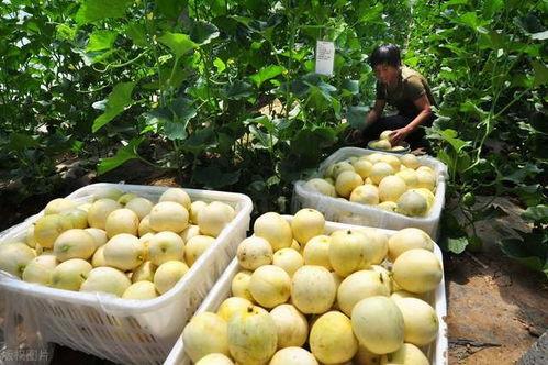 老年吃的面瓜,老年面瓜，家的味道传承