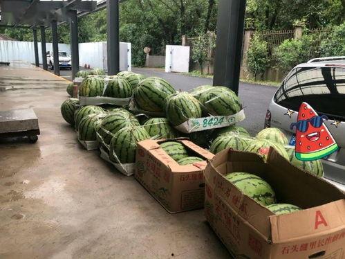 上海吃瓜文化公司,揭秘都市里的“瓜田”盛景