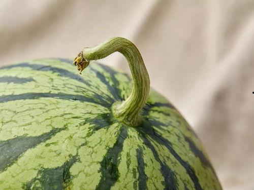 上海吃瓜文化公司,揭秘都市里的“瓜田”盛景