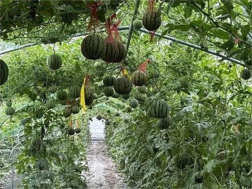 在乡下吃瓜的情景20字,夏日闲情乐无边