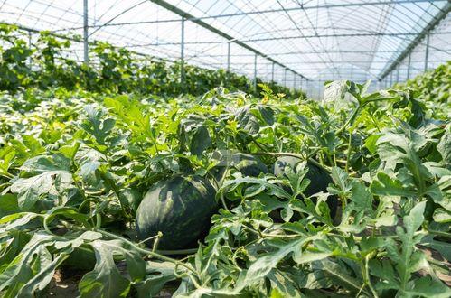 在乡下吃瓜的情景20字,夏日闲情乐无边