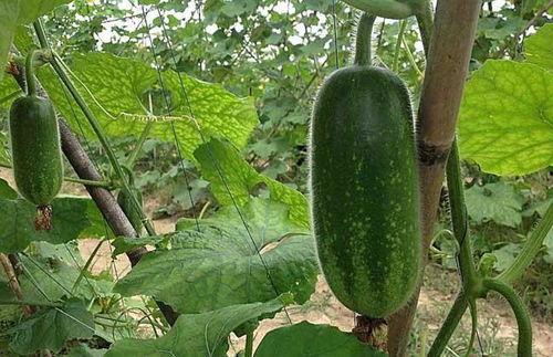 太和吃瓜怎么曝光的,网络曝光背后的真相揭秘