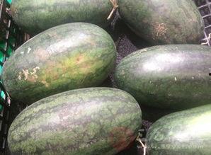 哺乳吃牛角瓜吗,探寻自然界的共生奥秘