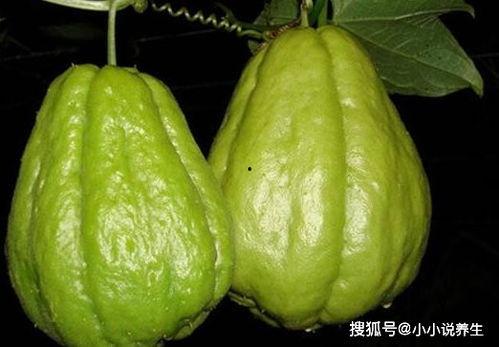 便秘吃佛手瓜吗,佛手瓜助力缓解便秘困扰