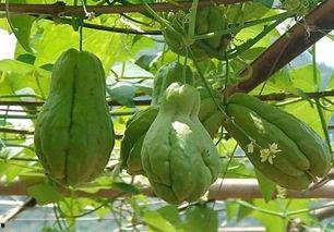 便秘吃佛手瓜吗,佛手瓜助力缓解便秘困扰