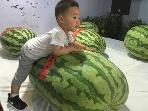 可杰吃瓜事件,揭秘娱乐圈背后的真相与争议