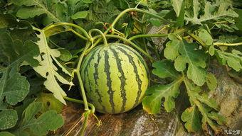 摘西瓜现场吃瓜视频,摘瓜达人现场品尝新鲜西瓜，甜蜜瞬间引网友热议