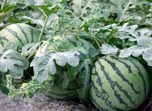 摘西瓜现场吃瓜视频,摘瓜达人现场品尝新鲜西瓜，甜蜜瞬间引网友热议