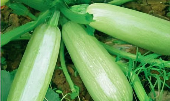 吃白瓜的好处,健康生活必备佳品