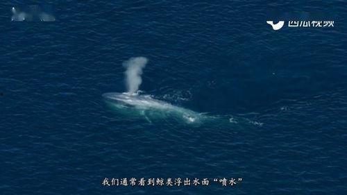 水面以下吃瓜视频,揭秘水下吃瓜的趣味瞬间