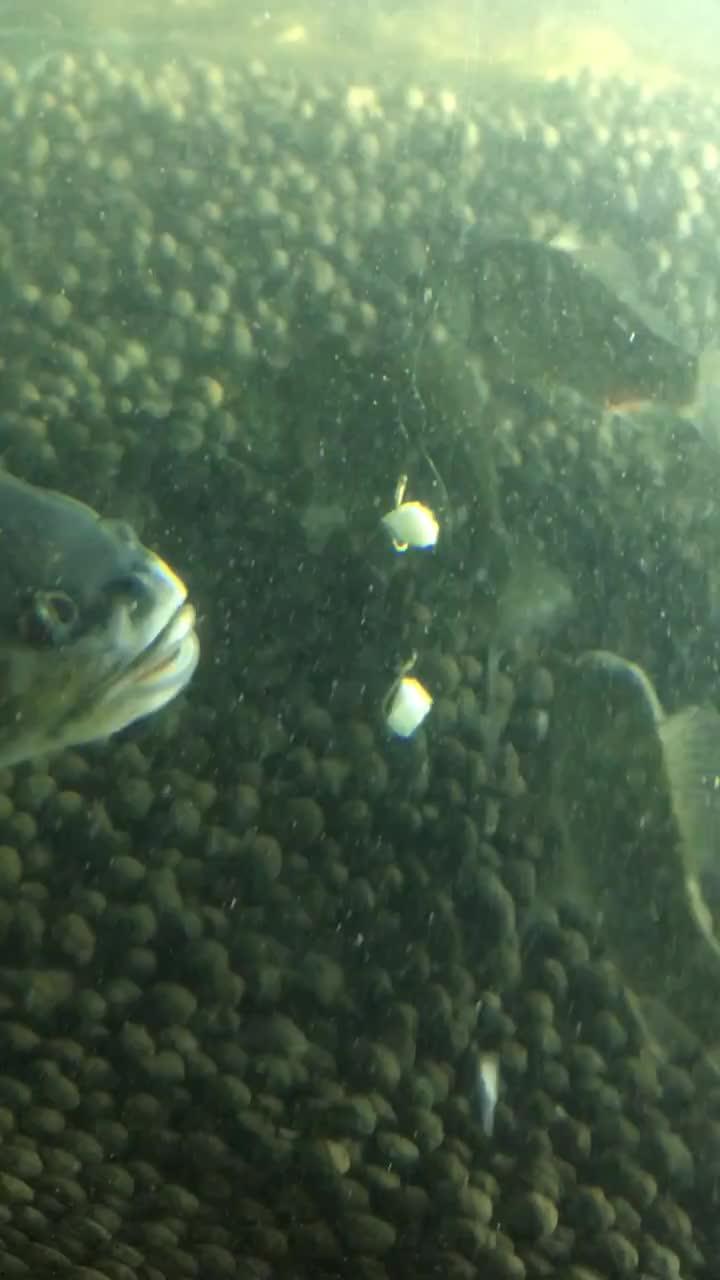 水面以下吃瓜视频,揭秘水下吃瓜的趣味瞬间