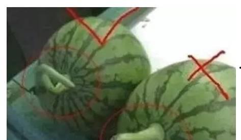 吃瓜文化的危害,揭秘其背后的危害与反思