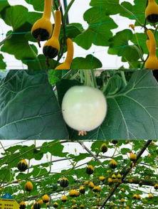 浙农林有瓜吃,绿色校园里的共享丰收