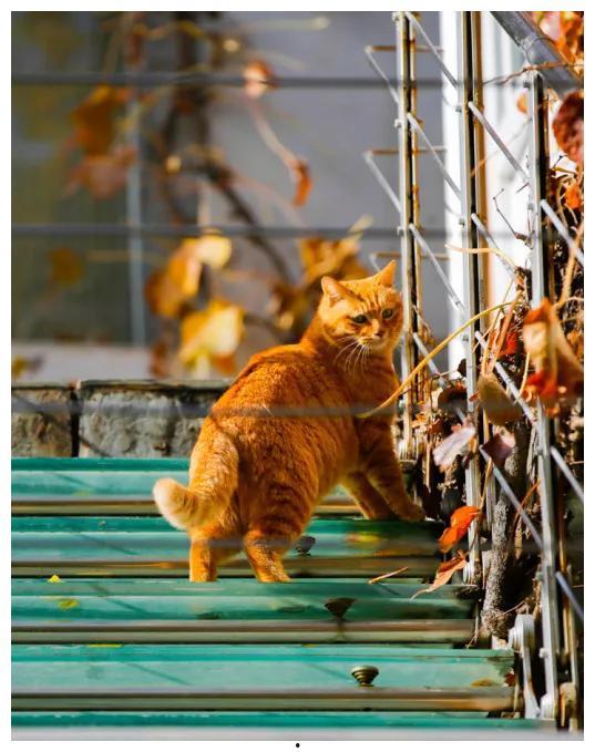 肚皮猫吃瓜,肚皮猫的瓜田奇遇记