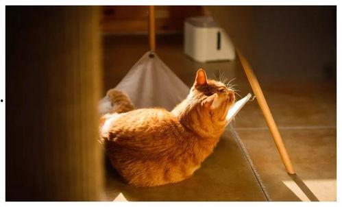 肚皮猫吃瓜,肚皮猫的瓜田奇遇记