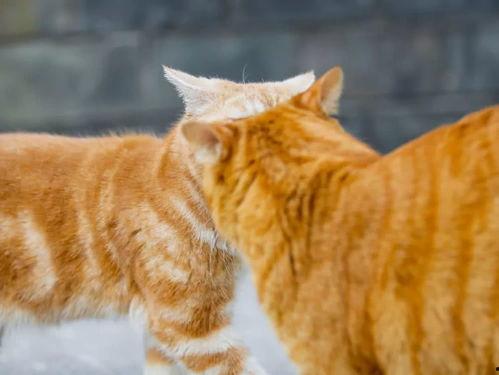 肚皮猫吃瓜,肚皮猫的瓜田奇遇记